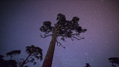 Lapso-De-Tiempo-Dinámico-De-Estrellas-Fugaces-En-El-Cielo-Nocturno-Y-Siluetas-De-árboles-Altos