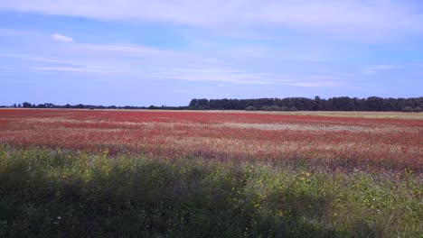 Beautiful-aerial-top-view-flight-red-poppyfield-rural-area-windy-summer-meadow