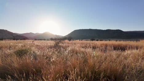 savannah skyline at rustenburg in north west south africa