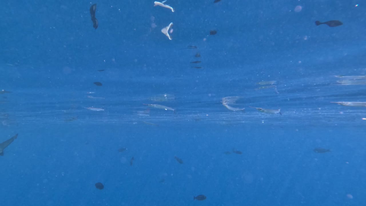 블랙 리프 상어가 표면 아래에서 아주 가까이 지나갑니다.