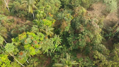 Toma-De-Vista-De-área-De-Selva-O-Bosque