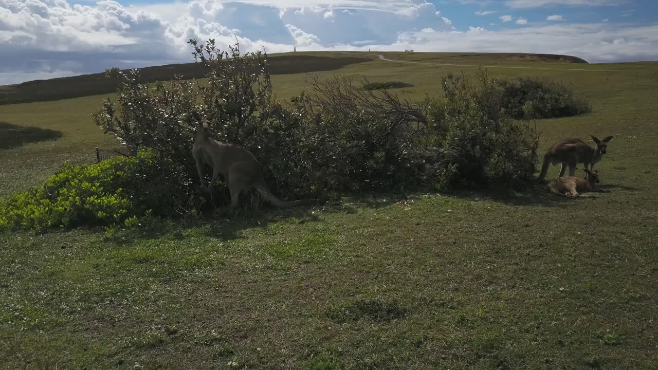 canguros grises orientales descansando a la sombra de un arbusto en el promontorio mírame ahora, reserva de la playa moonee en australia
