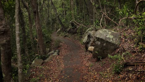 Vistas-Del-Bosque-A-Lo-Largo-De-Los-Senderos-Para-Caminar-En-El-Parque-Nacional-De-Burleigh-Heads,-Gold-Coast,-Australia