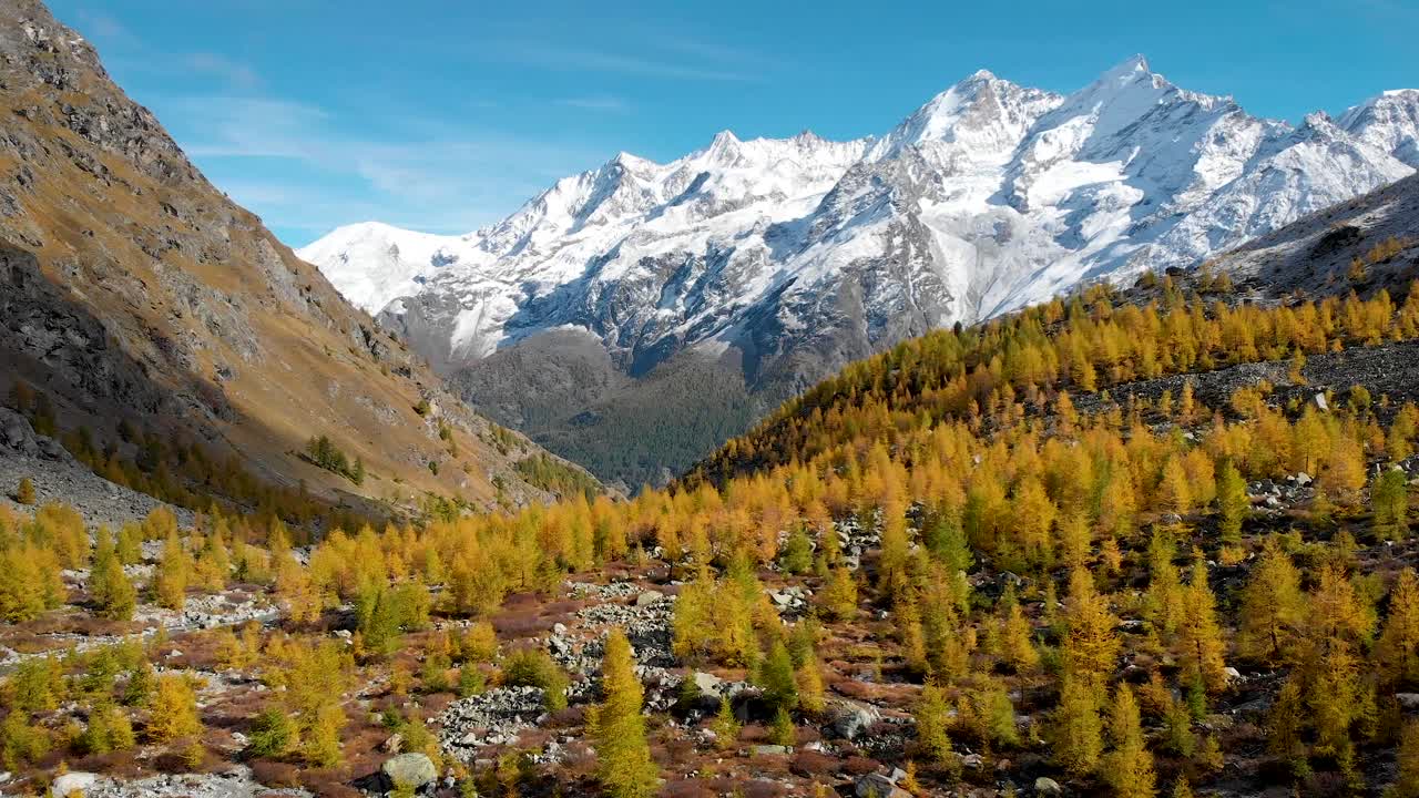 sobrevuelo aéreo sobre un bosque de alerces amarillos en la región de valais de los alpes suizos en el pico del otoño dorado con una vista de los picos de las montañas nadelhorn, dom y taschhorn en el fondo