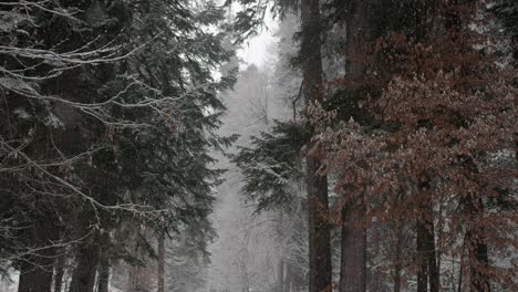 cinematic shot of snowing in the winter in a forest, small snowflakes are falling