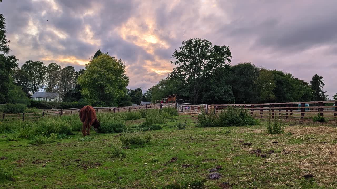 Atmospheric view of grazing cows in open field under storm clouds and golden light, Rutland, United Kingdom