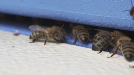 bees returning to their colony on a beehive