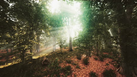 Waldbäume-Natur-Grünes-Holz-Sonnenlicht-Ansicht