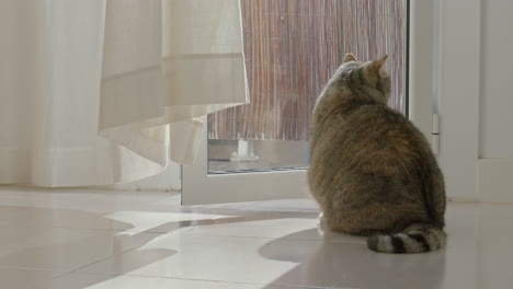 curious british shorthair cat sitting by an open window in a sunny room and then coming towards the camera