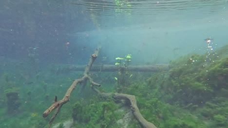 serene underwater scene with plants and branches