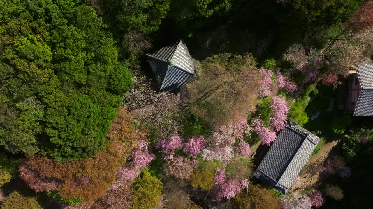 Aerial tops down Japanese buildings, temples and architecture around Sakura cherry blossom pink trees Mt Yoshino
