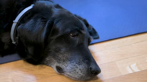 a senior black labrador dog lays comfortably on top of a yoga mat