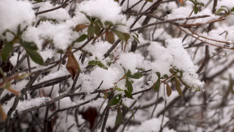 Heavy-snow-on-leaves