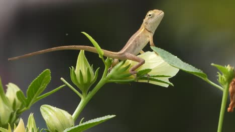 lizard in flower waiting for food