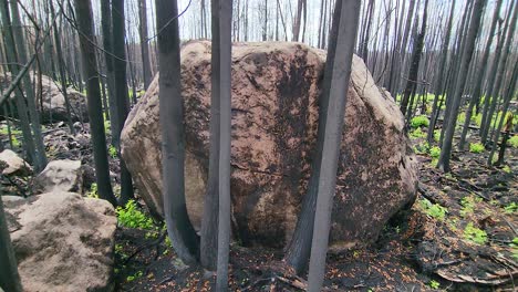 Aerial-view-of-a-boulder-in-a-forest-with-burnt-trees,-aftermath-of-a-wildfire,-extinguished-forest-fire