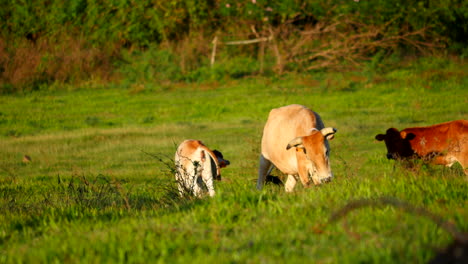 vaca bebe jugando con su madre