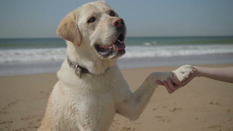 cropped shot of woman holding dog paw in hand.