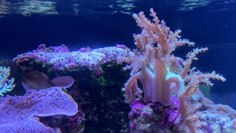 colorful corals and sea life in a vibrant underwater aquarium scene