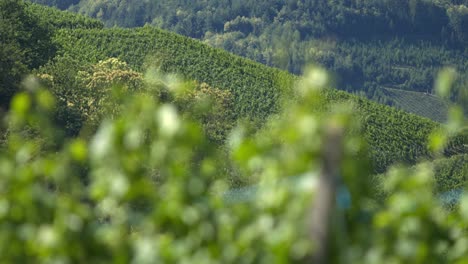 grapevines with mountains in background - slomo - rack focus