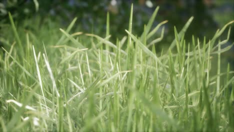 fresh green grass on the forest