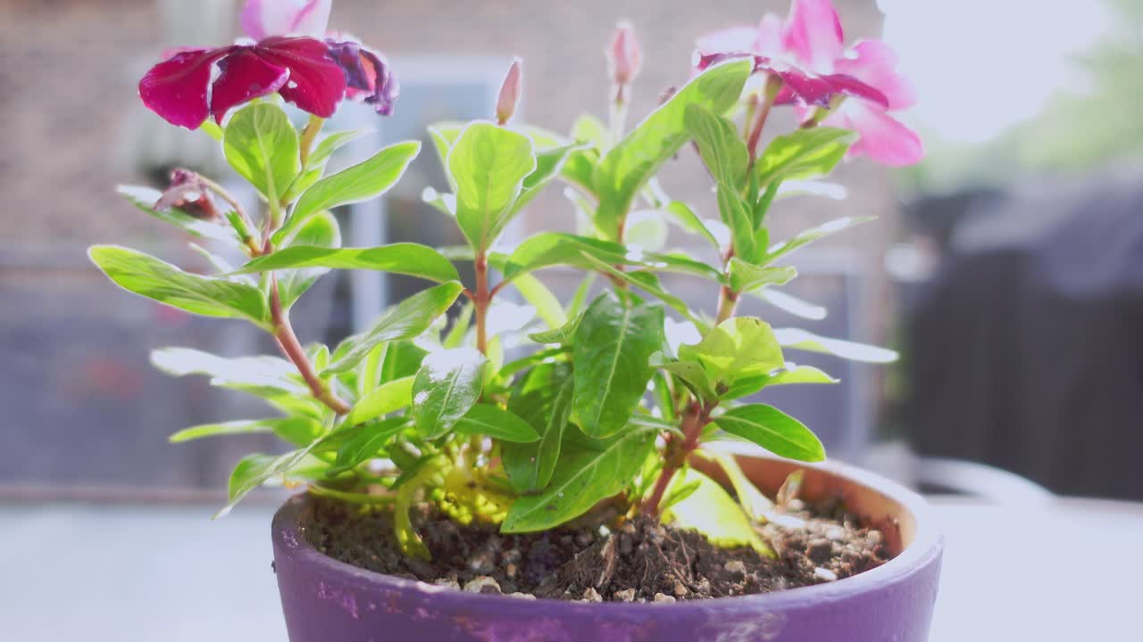 fiore di vinca in un vaso viola che soffia nel vento