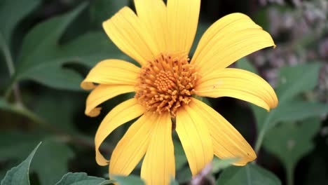 yellow flower in thailand