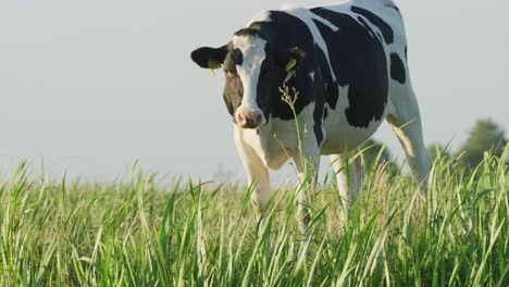 Dutch-cow-looking-in-camera-while-grazing-alone-in-lush-green-meadow---parallax