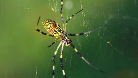 Joro-spinne---Trichonephila-Clavata-Oder-Nephila-Clavata---Hängend-Im-Netz-In-Japan,-Makro-Des-Abdomens-Mit-Seidennahaufnahme