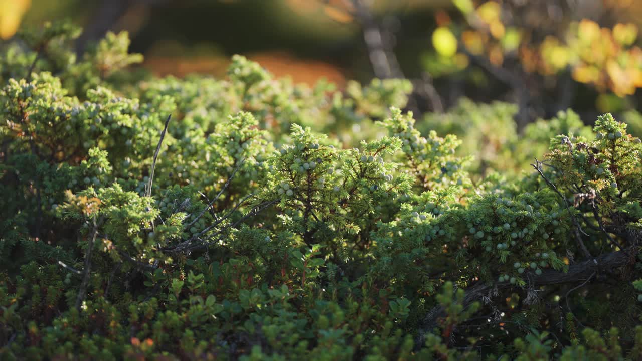 coníferas de hoja perenne en la tundra de otoño