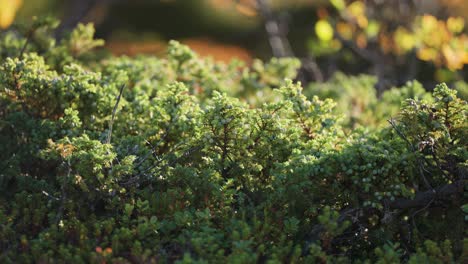 coniferous evergreens in the autumn tundra