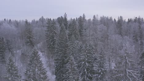 Drone-Volando-Hacia-Atrás-Sobre-Un-Bosque-Nevado-Y-Helado