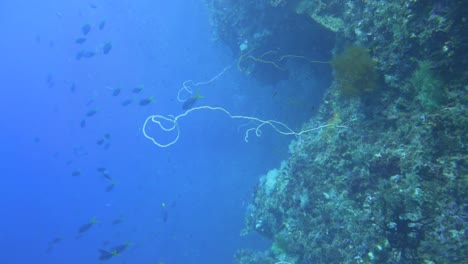 bucear a lo largo de una pared de coral en las profundidades del agua