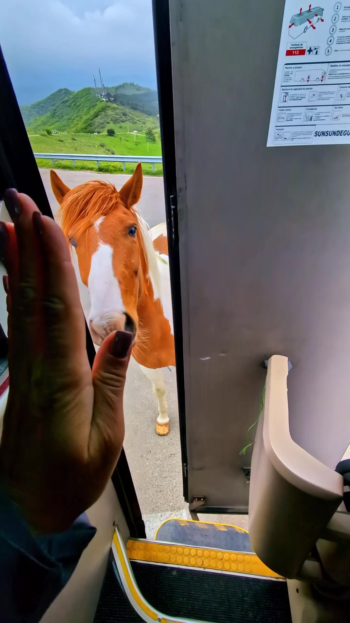 Kapı kapanmadan hemen önce dost canlısı kahverengi beyaz bir at tur otobüsünün içine bakıyor.