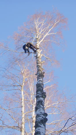 specialist female tree surgeon cuts birch tree branch with chainsaw, vertical