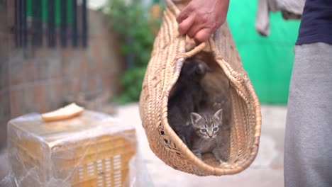 Süße-Kleine-Baby-Katzen-Wurf-Im-Korb-Lernen,-Im-Freien-Zu-Laufen