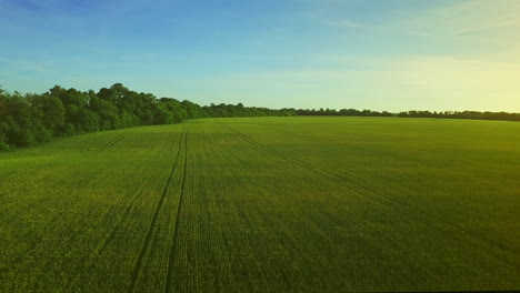 Campo-De-Cultivo-Verde-En-El-Día-De-Verano.-Paisaje-Verano-Campo-Agrícola