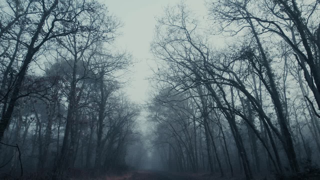 Looking up at the sky in a spooky, scary forest with misty silhouettes