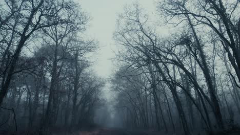 Looking-up-at-the-sky-in-a-spooky,-scary-forest-with-misty-silhouettes