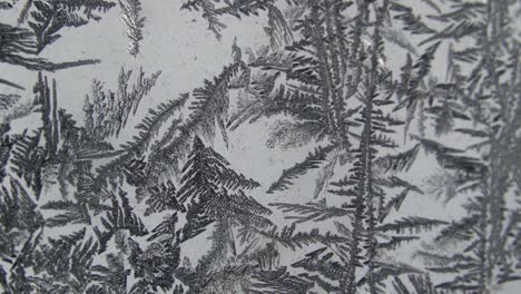 the snowy flakes of the pine trees in the glass