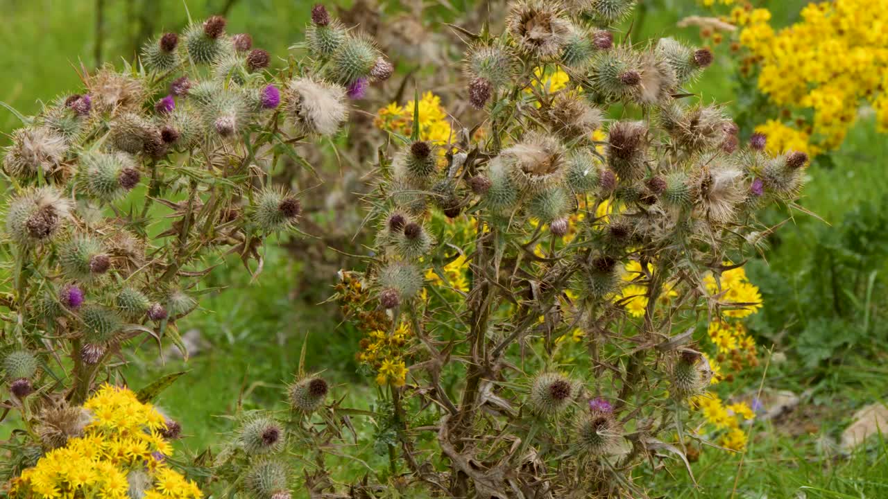 Close-up of thistle and yellow wildflowers gently moving in breezy, overcast Highland meadow