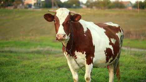 cow in a field