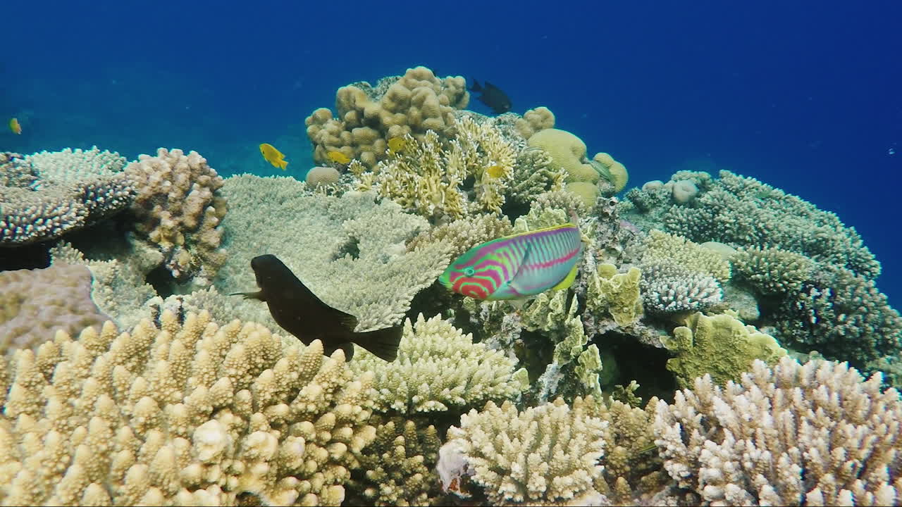 ecosistema de un arrecife de coral con muchos peces mar rojo anthias 8
