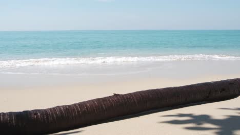 small tropical waves crash on sandy shore with fallen coconut palm on beach