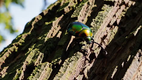 Colorful Beetle on Tree Trunk