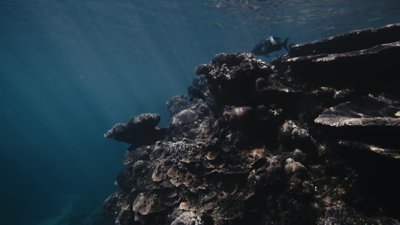la luz del sol brilla a través del arrecife de coral que cae mientras el gran pez loro se alimenta de pólipos.