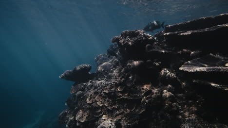 sunlight glistens across coral reef drop off as large parrotfish feeds on polyps