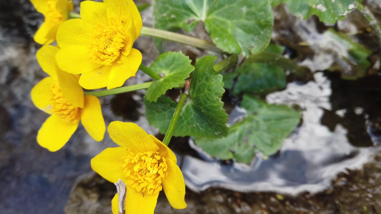Ranunculus flowers in the forest stream.
