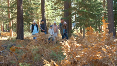 shot through foliage of multi generation family in forest