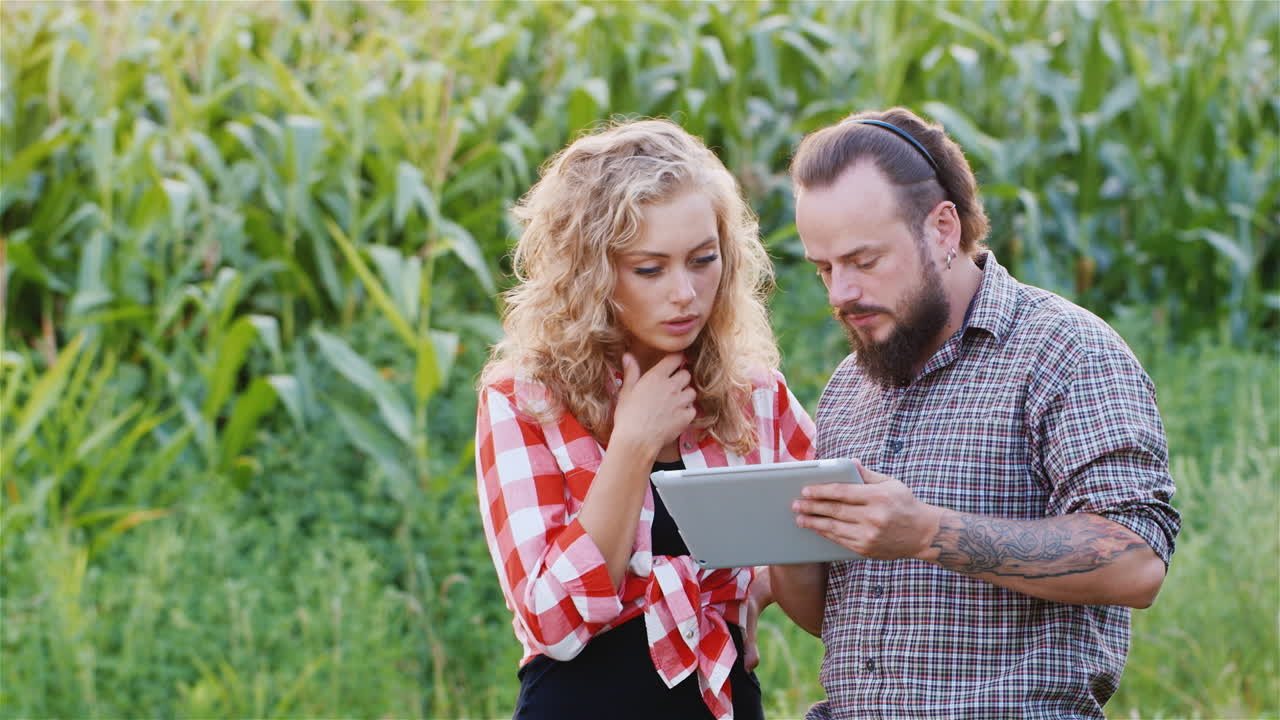 Farmers work in a field of green corn 5