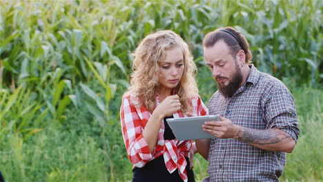 Los-Agricultores-Trabajan-En-Un-Campo-De-Maíz-Verde-5